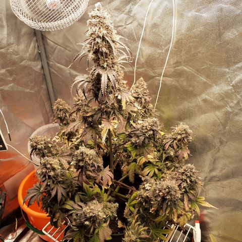 Auto Mazar growlog timeline photo