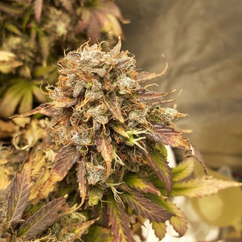 Auto Mazar growlog timeline photo