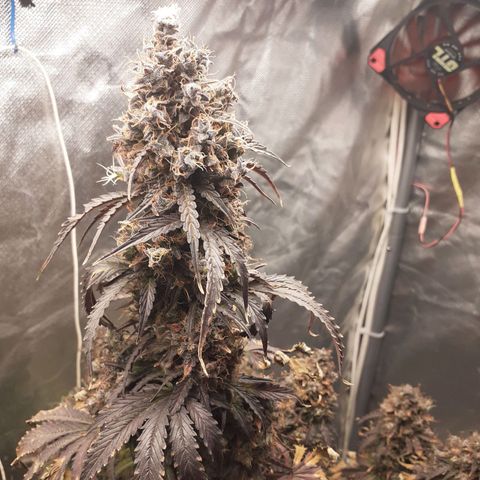 Auto Mazar growlog timeline photo