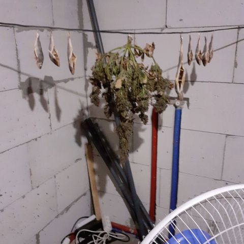Auto Mazar growlog timeline photo