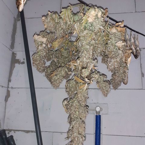 Auto Mazar growlog timeline photo