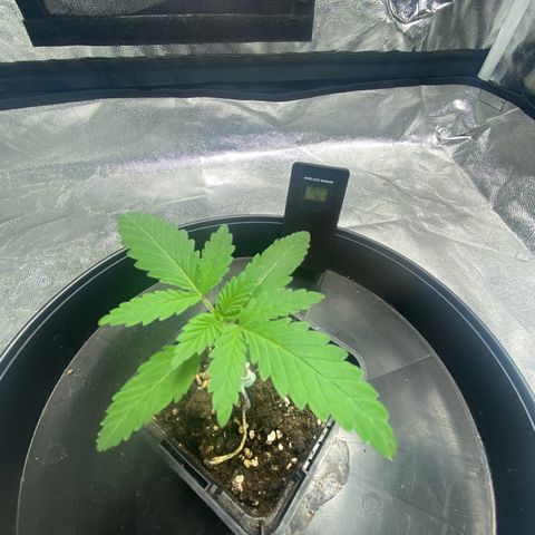 Orange Candy growlog timeline photo
