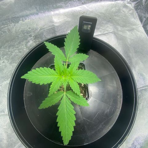Orange Candy growlog timeline photo