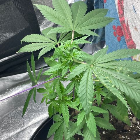 Orange Candy growlog timeline photo