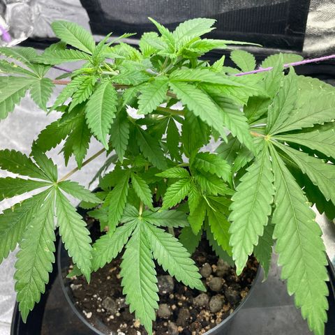 Orange Candy growlog timeline photo