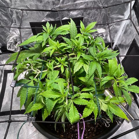 Orange Candy growlog timeline photo