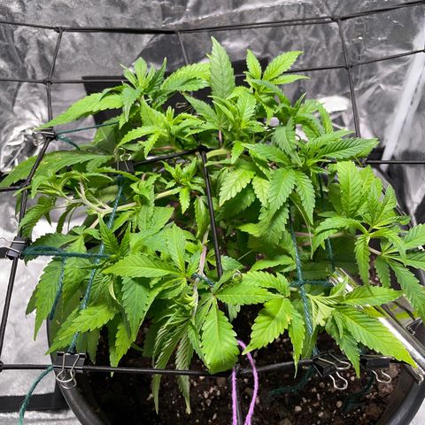 Orange Candy growlog timeline photo