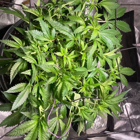 Orange Candy growlog timeline photo