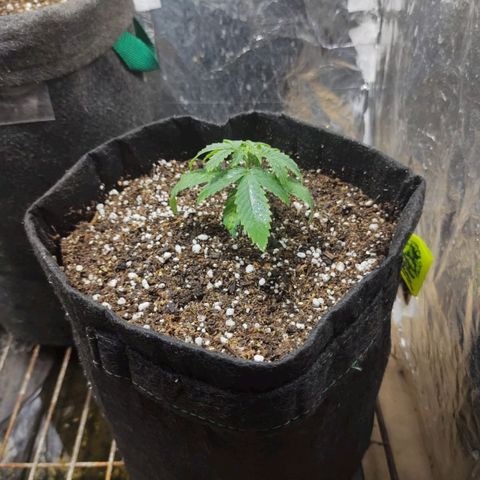 Auto purple punch  growlog timeline photo