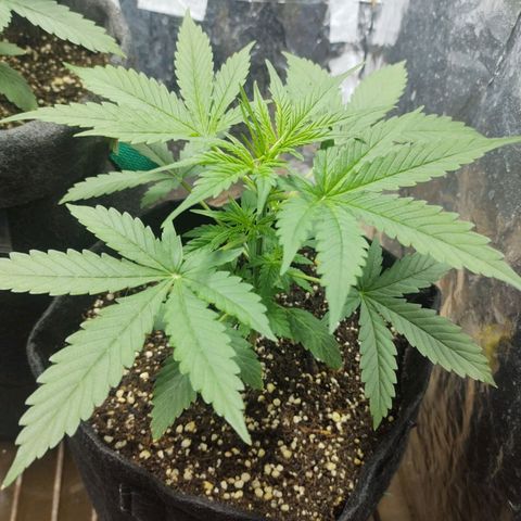 Auto purple punch  growlog timeline photo