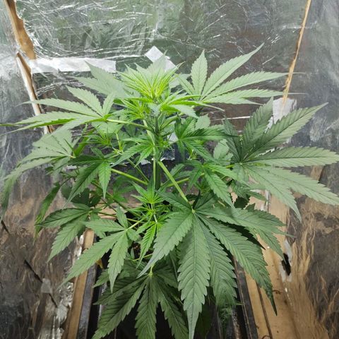 Auto purple punch  growlog timeline photo