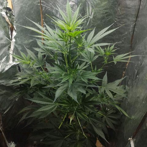 Auto purple punch  growlog timeline photo
