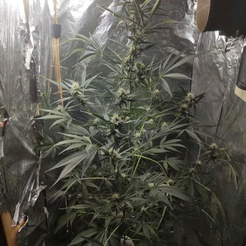 Auto purple punch  growlog timeline photo