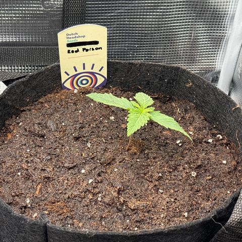 Red Poison Auto growlog timeline photo