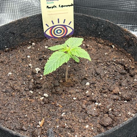 Purple Lemonade Automatic growlog timeline photo