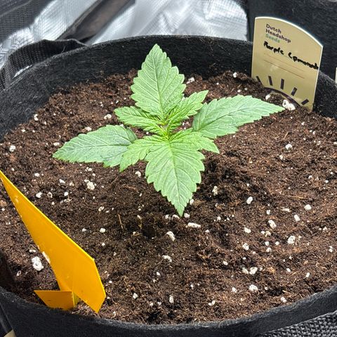 Purple Lemonade Automatic growlog timeline photo