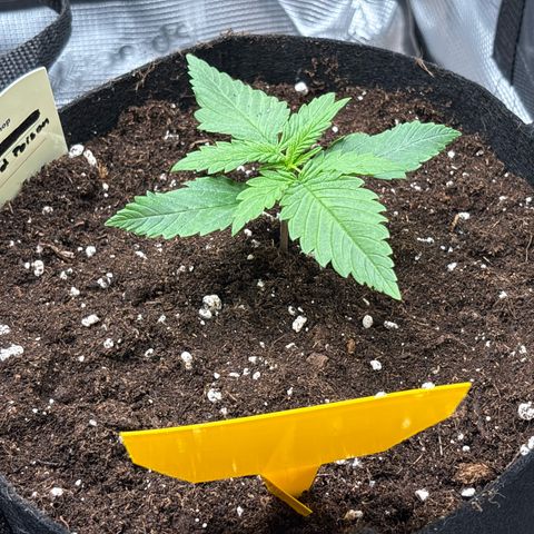 Red Poison Auto growlog timeline photo