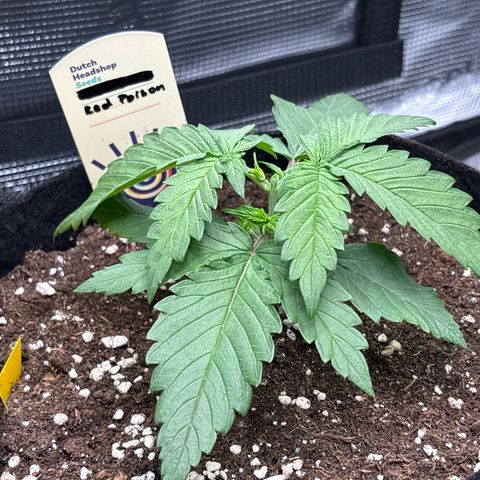 Red Poison Auto growlog timeline photo