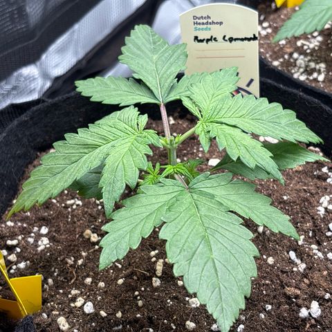 Purple Lemonade Automatic growlog timeline photo