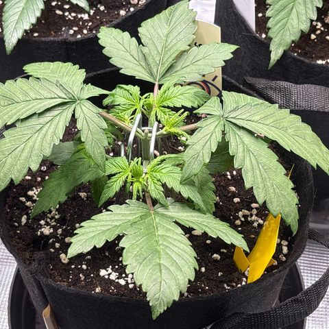 Purple Lemonade Automatic growlog timeline photo