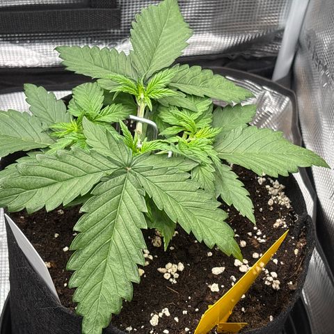 Red Poison Auto growlog timeline photo