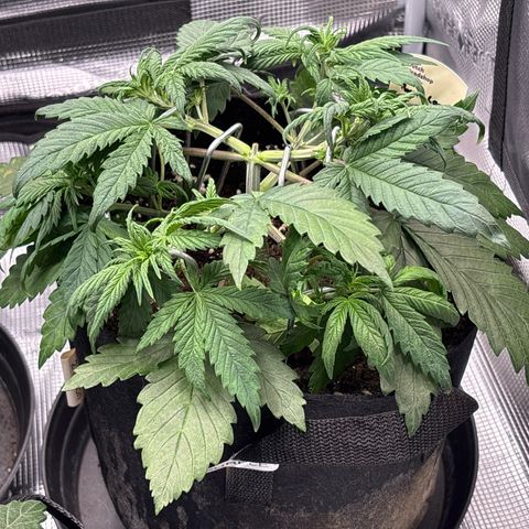 Purple Lemonade Automatic growlog timeline photo