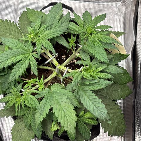 Purple Lemonade Automatic growlog timeline photo