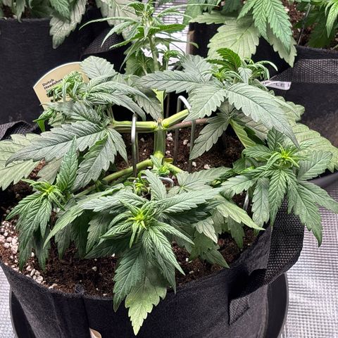 Red Poison Auto growlog timeline photo