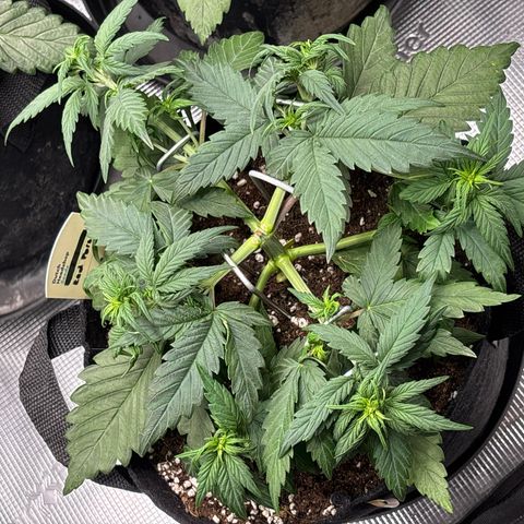 Red Poison Auto growlog timeline photo