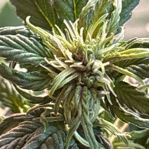 Red Poison Auto growlog photo: First Signs of Purple