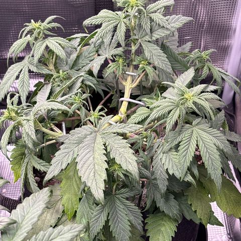Purple Lemonade Automatic growlog timeline photo