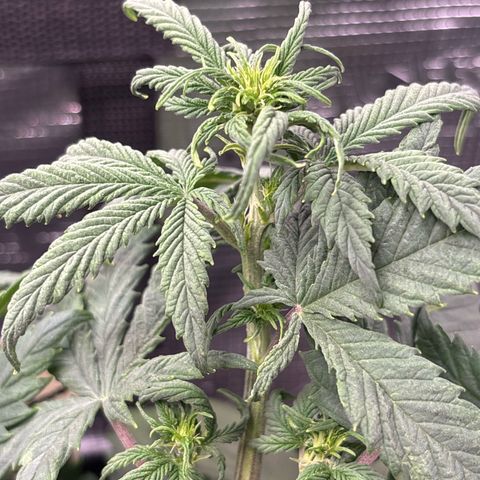 Purple Lemonade Automatic growlog timeline photo
