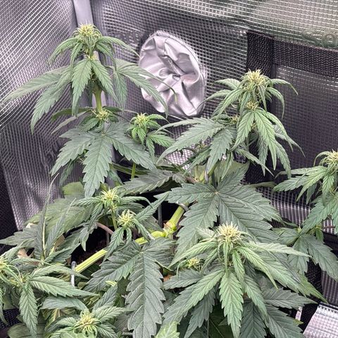 Red Poison Auto growlog timeline photo