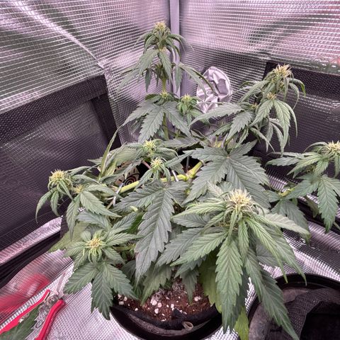 Red Poison Auto growlog timeline photo