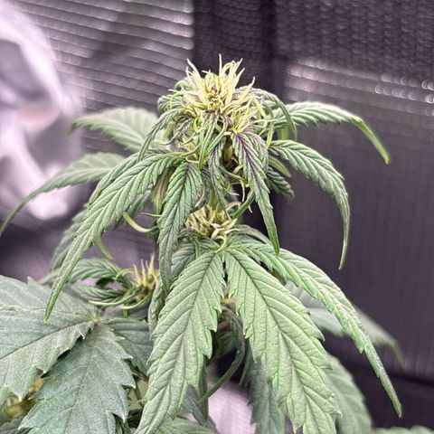 Red Poison Auto growlog timeline photo