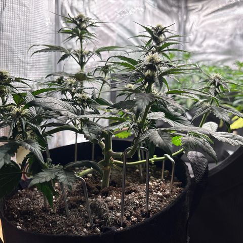 Red Poison Auto growlog timeline photo