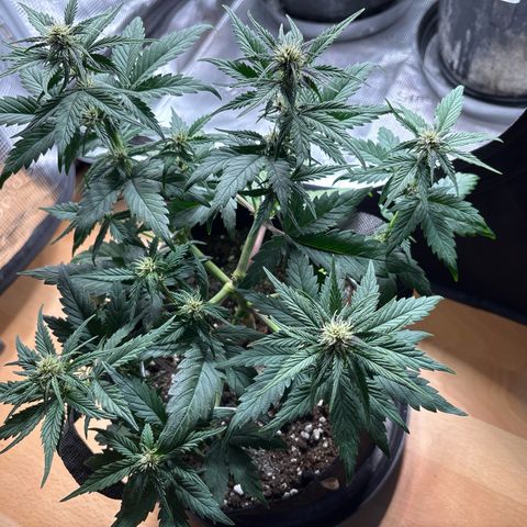 Red Poison Auto growlog timeline photo