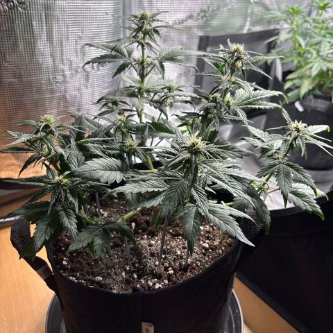 Red Poison Auto growlog timeline photo