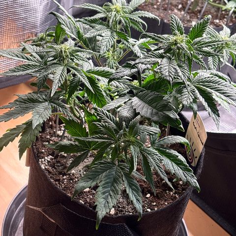 Purple Lemonade Automatic growlog timeline photo