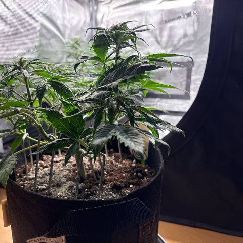 Purple Lemonade Automatic growlog timeline photo