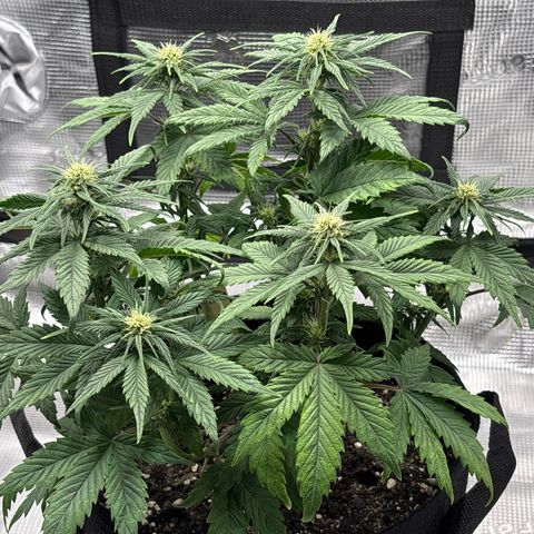 Purple Lemonade Automatic growlog timeline photo