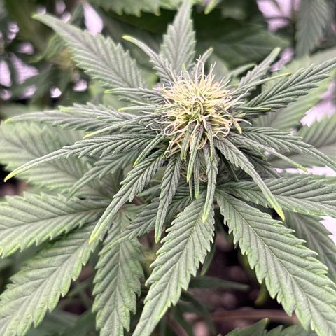Purple Lemonade Automatic growlog timeline photo