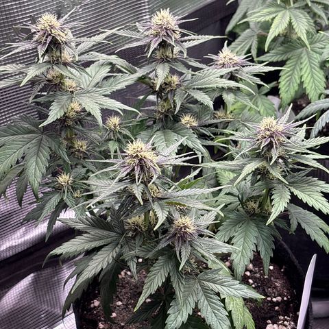Red Poison Auto growlog timeline photo