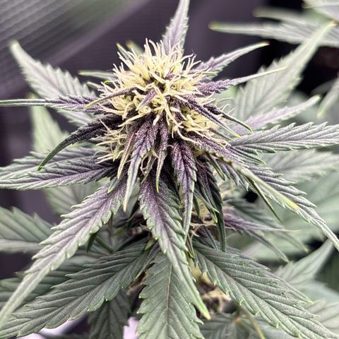 Red Poison Auto growlog timeline photo