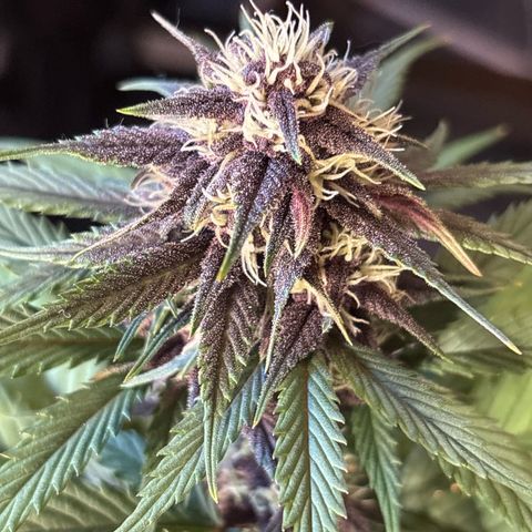Red Poison Auto growlog timeline photo