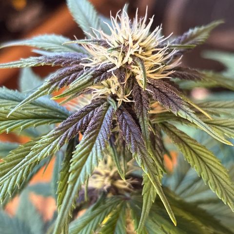 Purple Lemonade Automatic growlog timeline photo