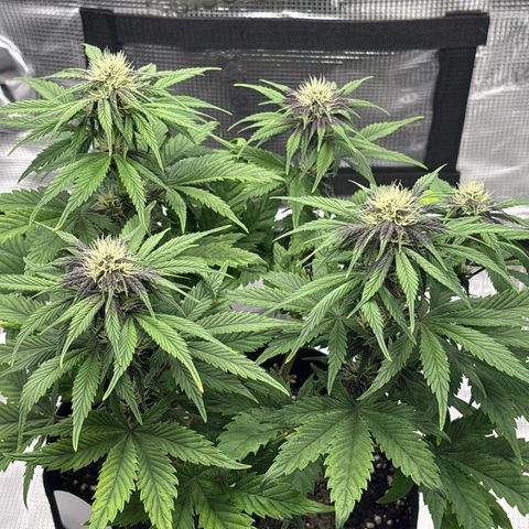 Purple Lemonade Automatic growlog timeline photo