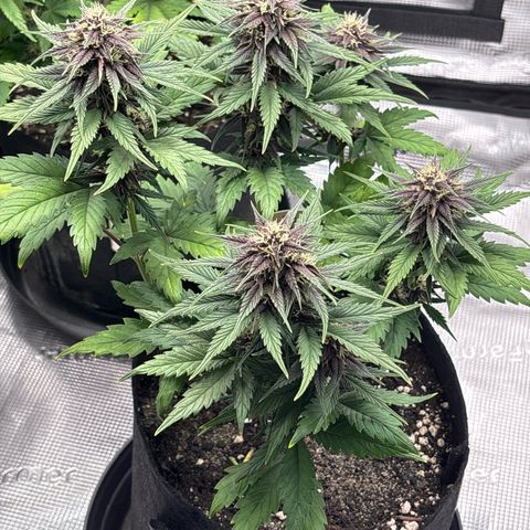 Red Poison Auto growlog timeline photo