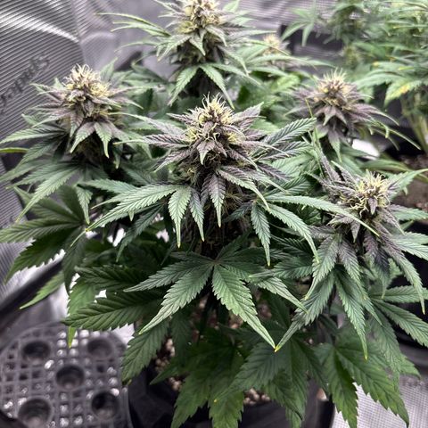Purple Lemonade Automatic growlog timeline photo