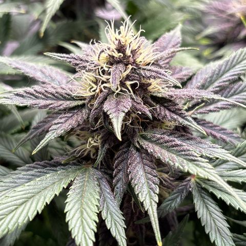 Purple Lemonade Automatic growlog timeline photo
